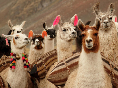 Ejemplares de llama de los Andes. Los camélidos juegan un papel fundamental en la seguridad alimentaria de diversas comunidades, ofreciendo carne, leche y lana en entornos de difícil acceso