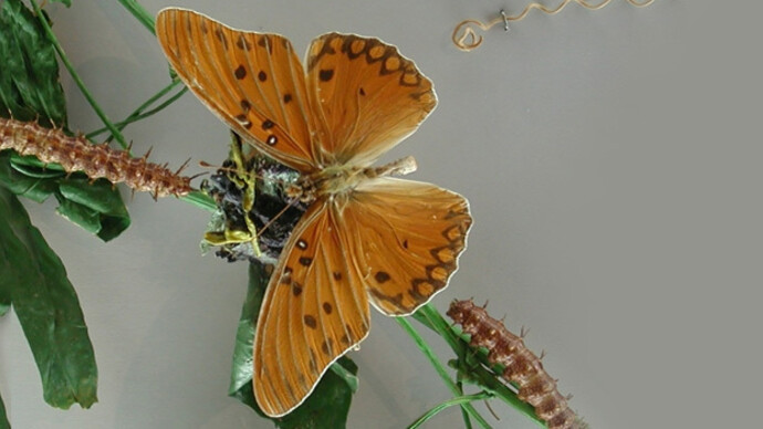 Zoología Invertebrados. Courtesy of Museo de La Plata