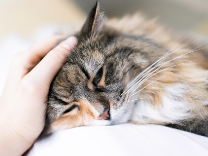 Noi umani accarezzandoi nostri animali possiamo inavvertitamente portarci le mani alla bocca