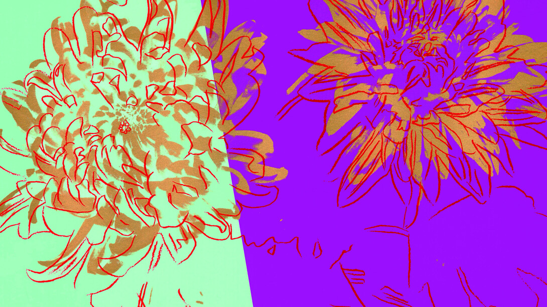 Andy Warhol, Kiku, Screen print on paper cm 27,9x20,6 c.a..1983-84