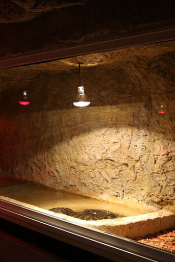 Terarium. Courtesy of Regional Natural History Museum of Plovdiv