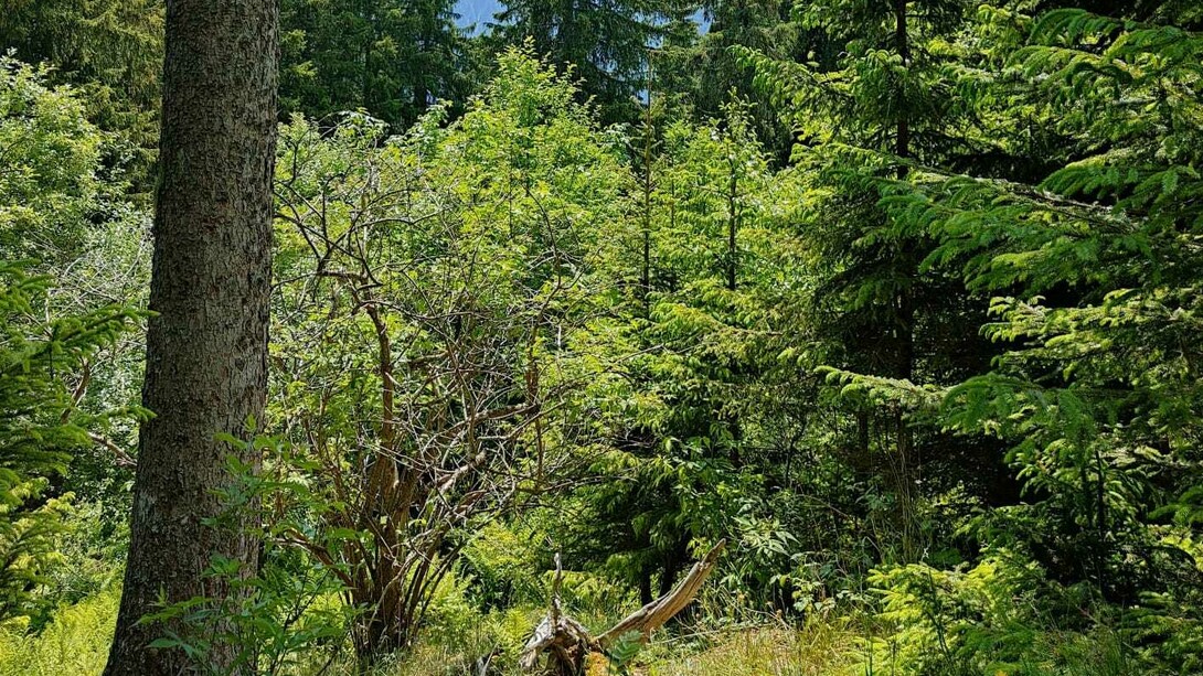 Paesaggio di una foresta illuminata dal sole del mattino