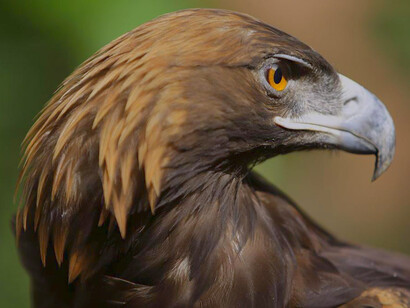 En primer lugar, en la extracción y comercialización de los recursos naturales el Estado ha demostrado ser altamente ineficiente al compararse frente a la iniciativa privada