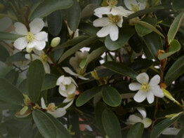 Magnolia laevifolia ‘Vanilla Pearls’