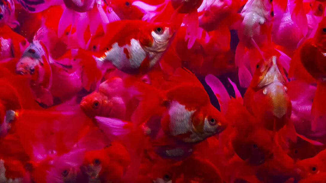 Ninagawa Mika, Untitled (detail), 2025. Courtesy of the Photographers' Gallery