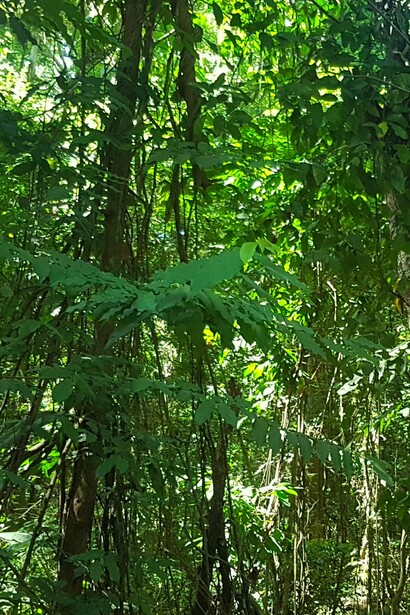Bosque tropical en la isla de Mindanao, Filipinas