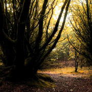 David Ian Bickley, Forest Earth