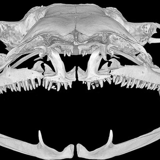 Reptiles and Amphibians. Courtesy of Museum für Naturkunde