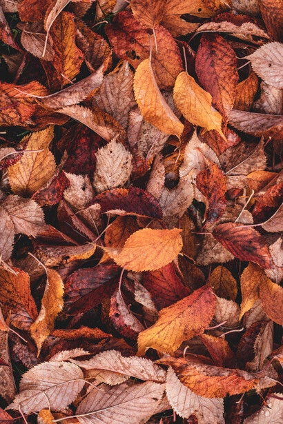 Foglie secche in autunno 