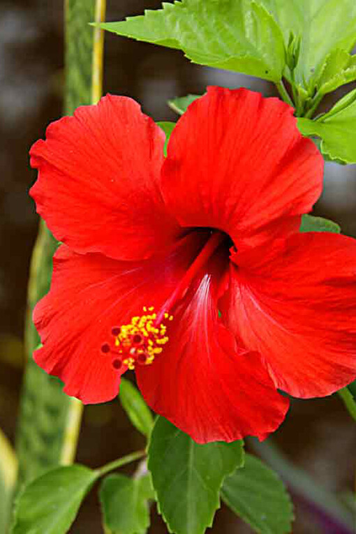 Fiore di Ibisco