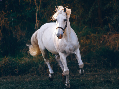Tutti i popoli che hanno utilizzato il cavallo per primi sono sempre usciti vincitori dalle guerre