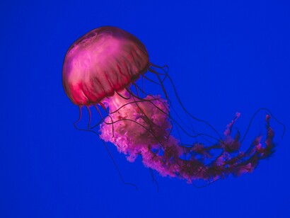 Era un mundo raro donde se caminaba asombrado, ante la inercia de los procesos inevitables que llevaban las cuencas al mar