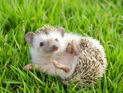 Per aiutare i ricci lasciate un cumulo di foglie dove andare in letargo