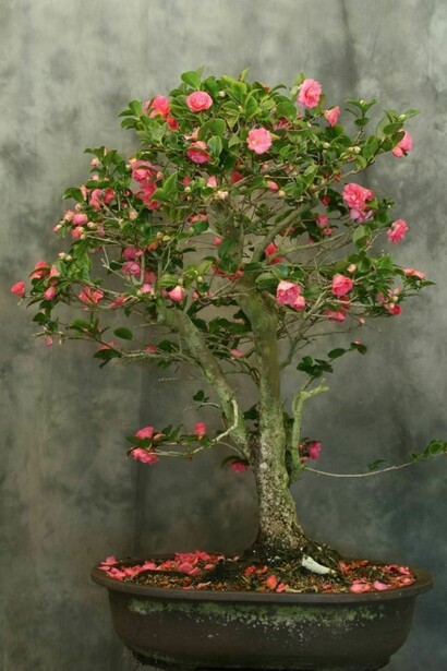 Un bonsai di Camellia Sinensis