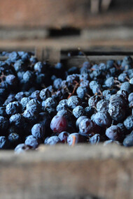 Le uve dell'Amarone