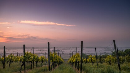 Vigneto, Umbria, Italia. Il vino era quello del contadino, genuino, prodotto in modo artigianale, ancestrale, prendendo quello che la stagione dava