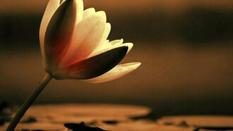 Una profunda soledad