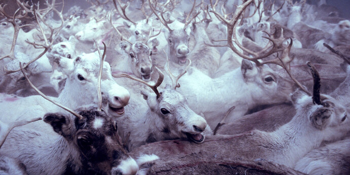 Frost. Courtesy of Canadian Museum of Nature