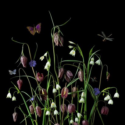 Paulette Tavormina, Fritillaria, 2024. Courtesy of Winston Wächter Fine Art
