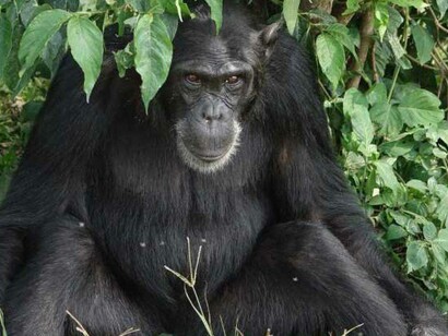 In homosexuality, however, there exists, almost always in monkeys, but also in humans, a relationship of dominance/submission between partners