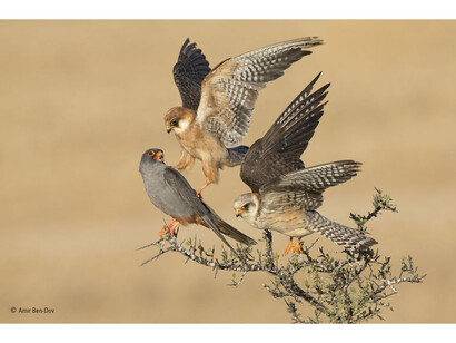 The company of three, Amir Ben-Dov, Israel / Wildlife Photographer of the Year 2015