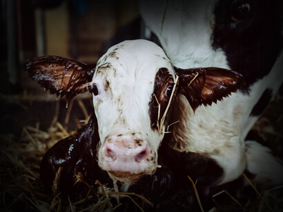 Un ternero recién nacido junto a su madre en Mazury, Polonia