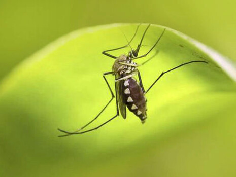 «Aedes aegypti», mosquito que puede ser portador del virus del dengue y de la fiebre amarilla