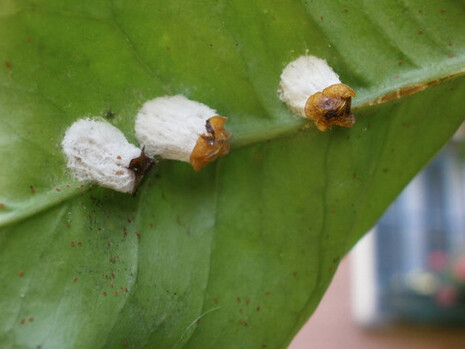 La cocciniglia da cui si ricava il rimedio omeopatico coccus cacti