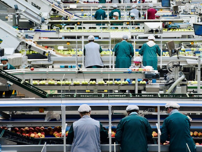 Within the confines of a Northern Italian apple processing facility, a gathering of men diligently at work