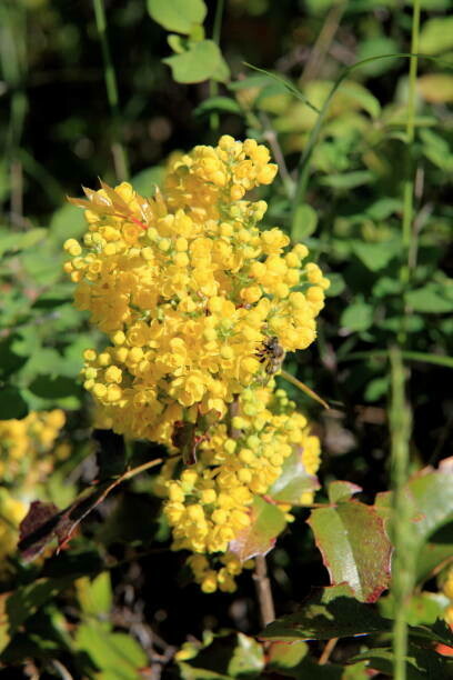 The genus Berberis, known commonly as barberry, includes a wide variety of deciduous and evergreen shrubs that grow between 1 and 5 meters (3.3 to 16.4 feet) tall and are native to temperate and subtropical climates globally