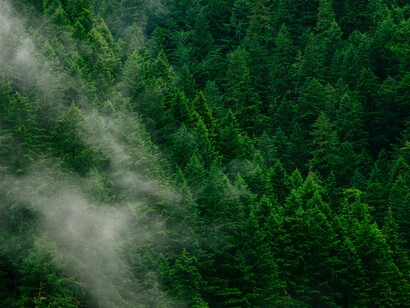 Gli alberi delle foreste americane oggi hanno dimensioni tra il 20% e il 30% superiori a quelle degli alberi di 30 anni fa