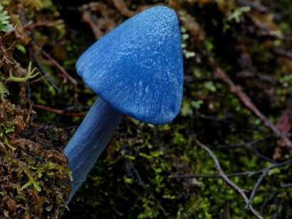 «Entoloma hochstetteri», también conocida como seta azul o seta azul cielo, es una especie originaria de Nueva Zelanda