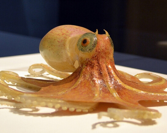Sea Creatures in Glass. Courtesy of Harvard Museum of Natural History
