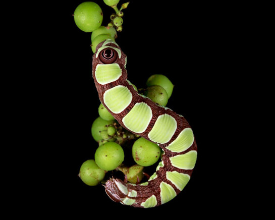 New England Caterpillars. Courtesy of Museum of Science