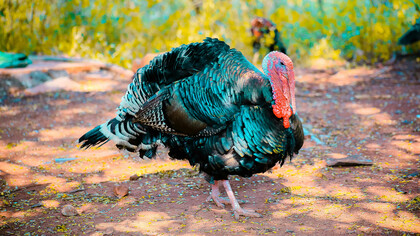 Algunas inversiones no son negocio