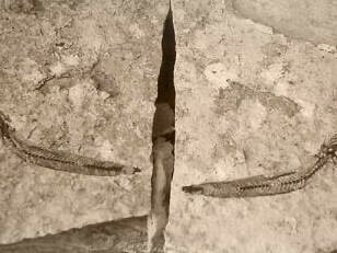 Bregmaceros fossils