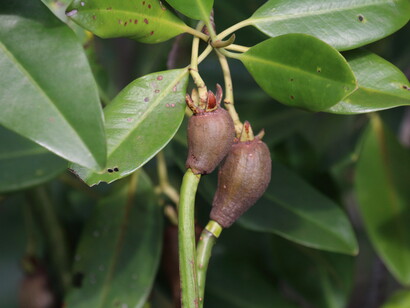 Long-stalked Kadol showing fruit that has germinated on parent © Gehan de Silva Wijeyeratne