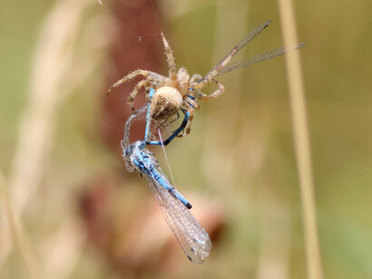 Spider with trapped damselflies London Wetland © Gehan de Silva Wijeyeratne