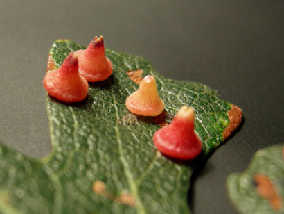 Galle di Andricus kingi (Quercia)