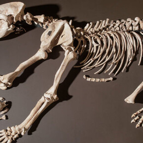 Ours. Courtesy of Laténium