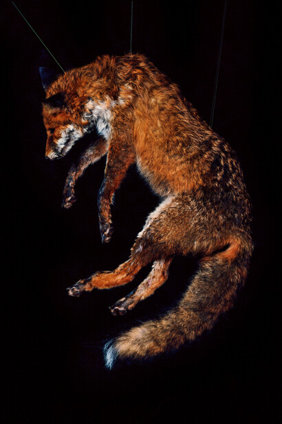 Andrew Bruce, Grace, 2013