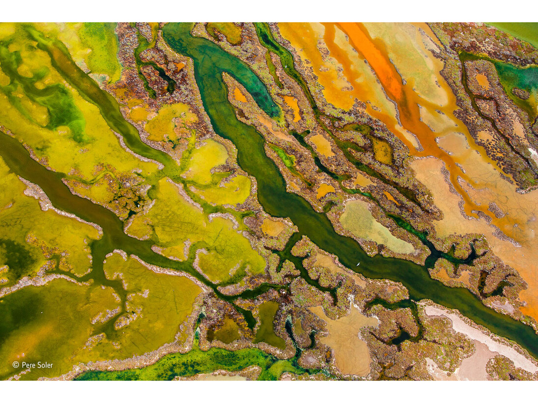 The art of algae, Pere Soler, Spain / Wildlife Photographer of the Year 2015

