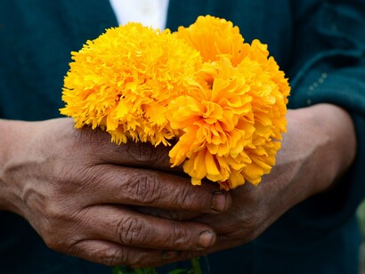 Flores de cempasúchil