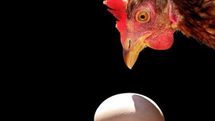 Una gallina mirando un huevo