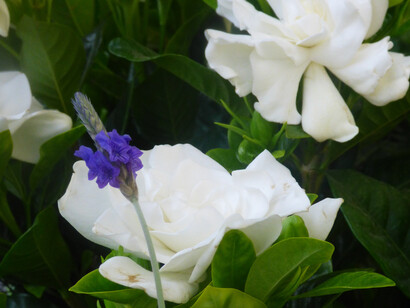 Gardenia jasminoides e Lavandula x chrysantha 