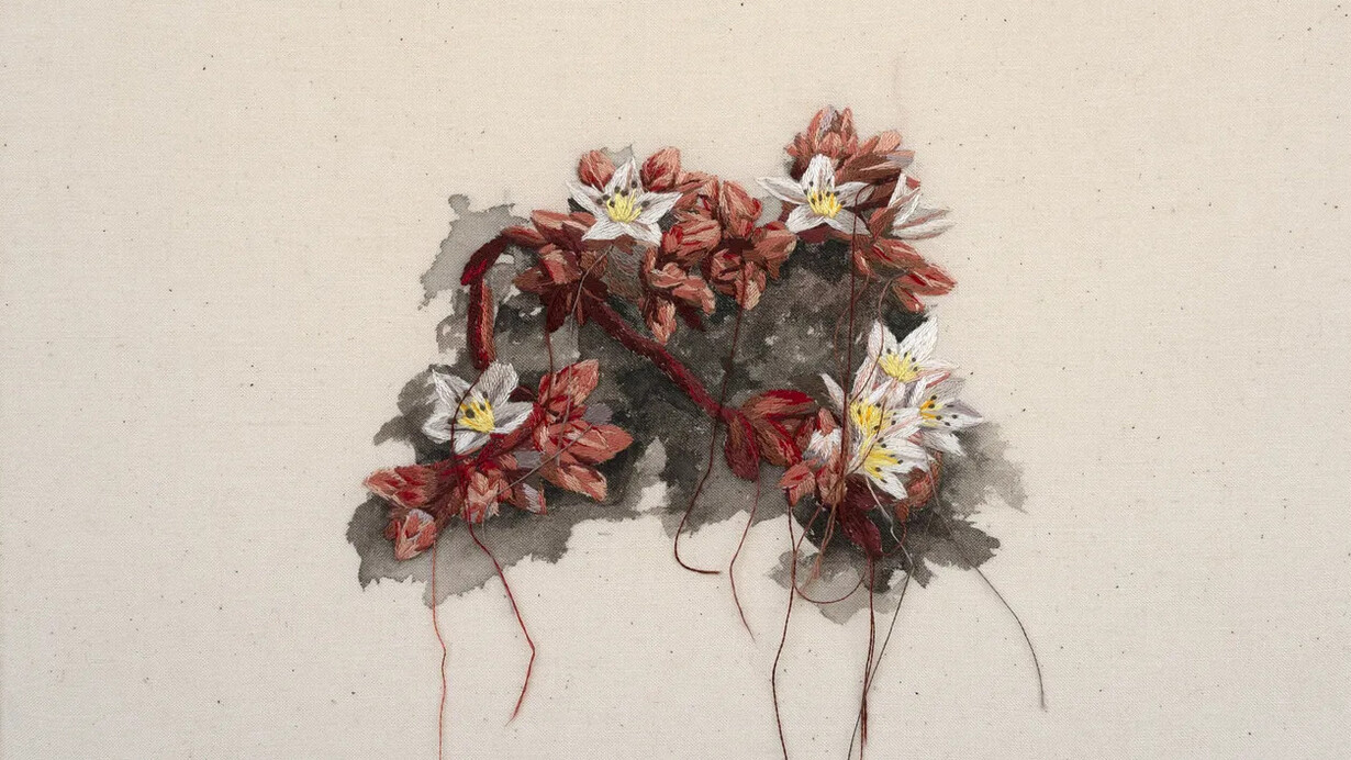 Michelle Robinson, Santa Cruz Island Dudleya, 2026. Courtesy of Launch LA