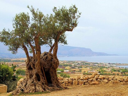 Ulivi in Puglia
