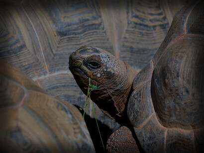 A tortoise hangs out with several other tortoises