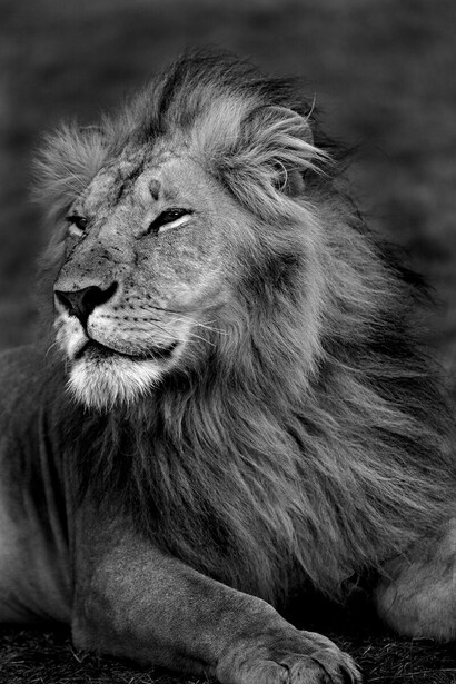 Lion Portrait I, Kenya 2011 © Christian Cravo 