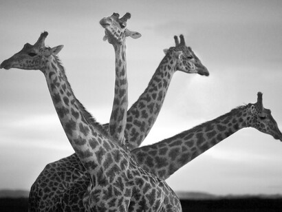 Giraffe bouquet. Masai MaraNational Reserve, Kenya, 2007
